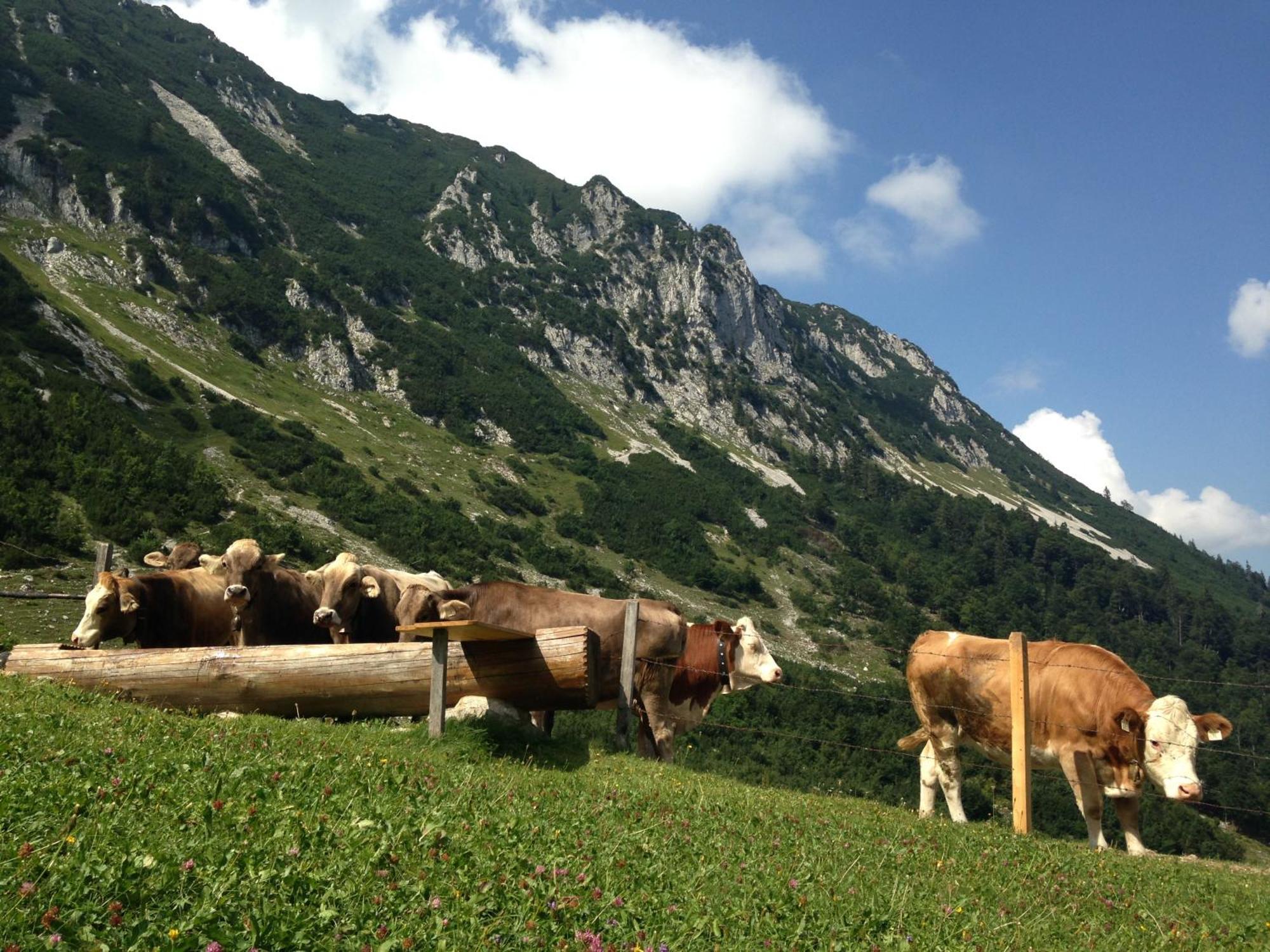 Bio-Bauernhof Bachangerhof เคิสเซน ภายนอก รูปภาพ